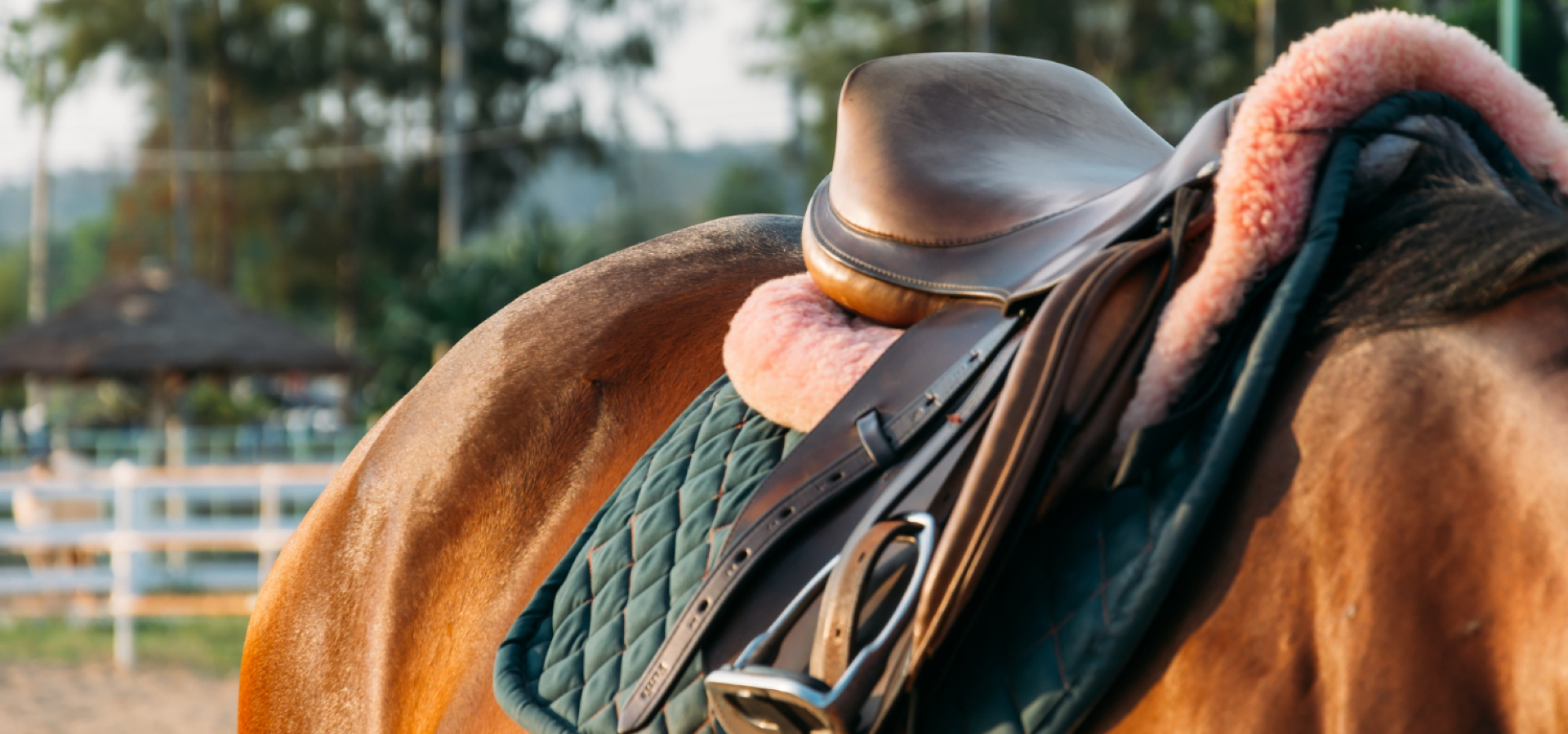 Buy Your First Horse Saddle