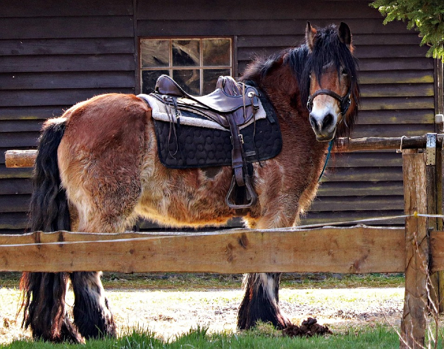 saddle for sale near me